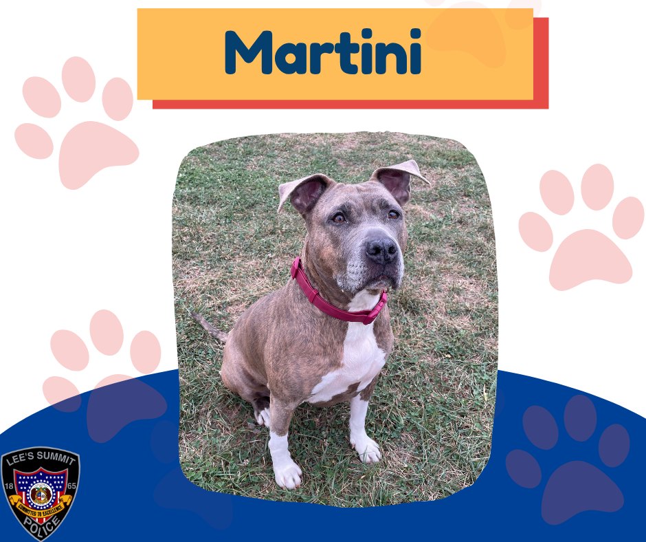 Martini: 12-Year-Old American Staffordshire Terrier Available for Adoption