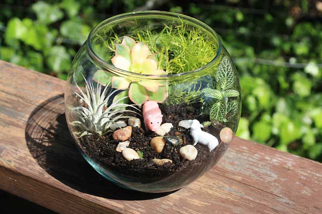 Salina Public Library to Host Terrarium Workshop
