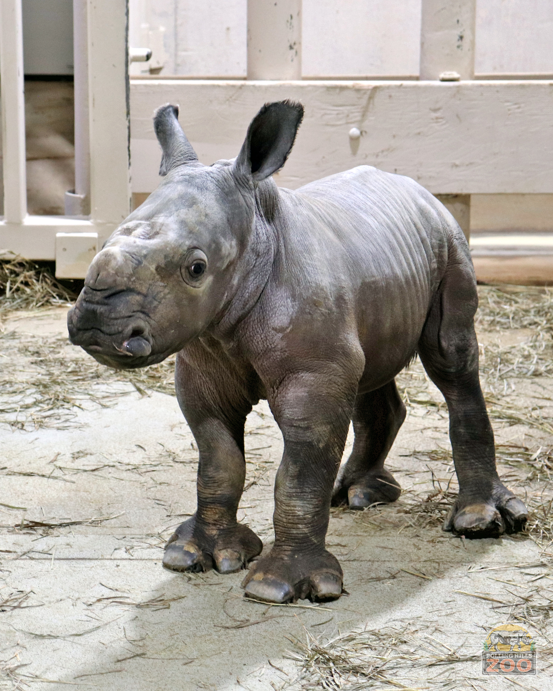Rolling Hills Zoo Welcomes Baby Rhino: First Southern White Rhinoceros Calf Born at the Zoo