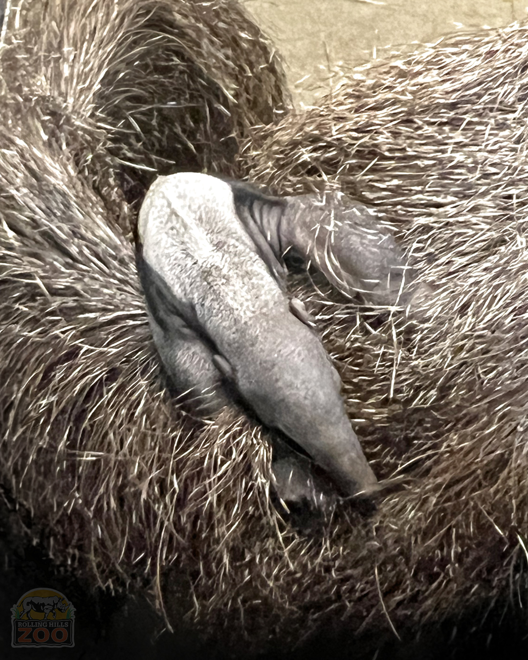 Rolling Hills Zoo Celebrates Birth of First Giant Anteater Pup