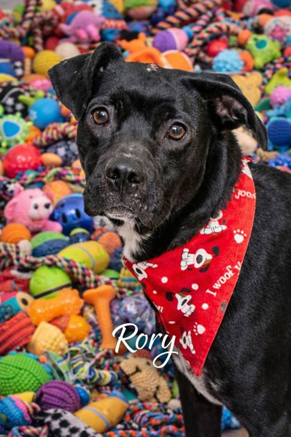🐾 Adoption Spotlight: Meet Rory (aka your new cardio coach)