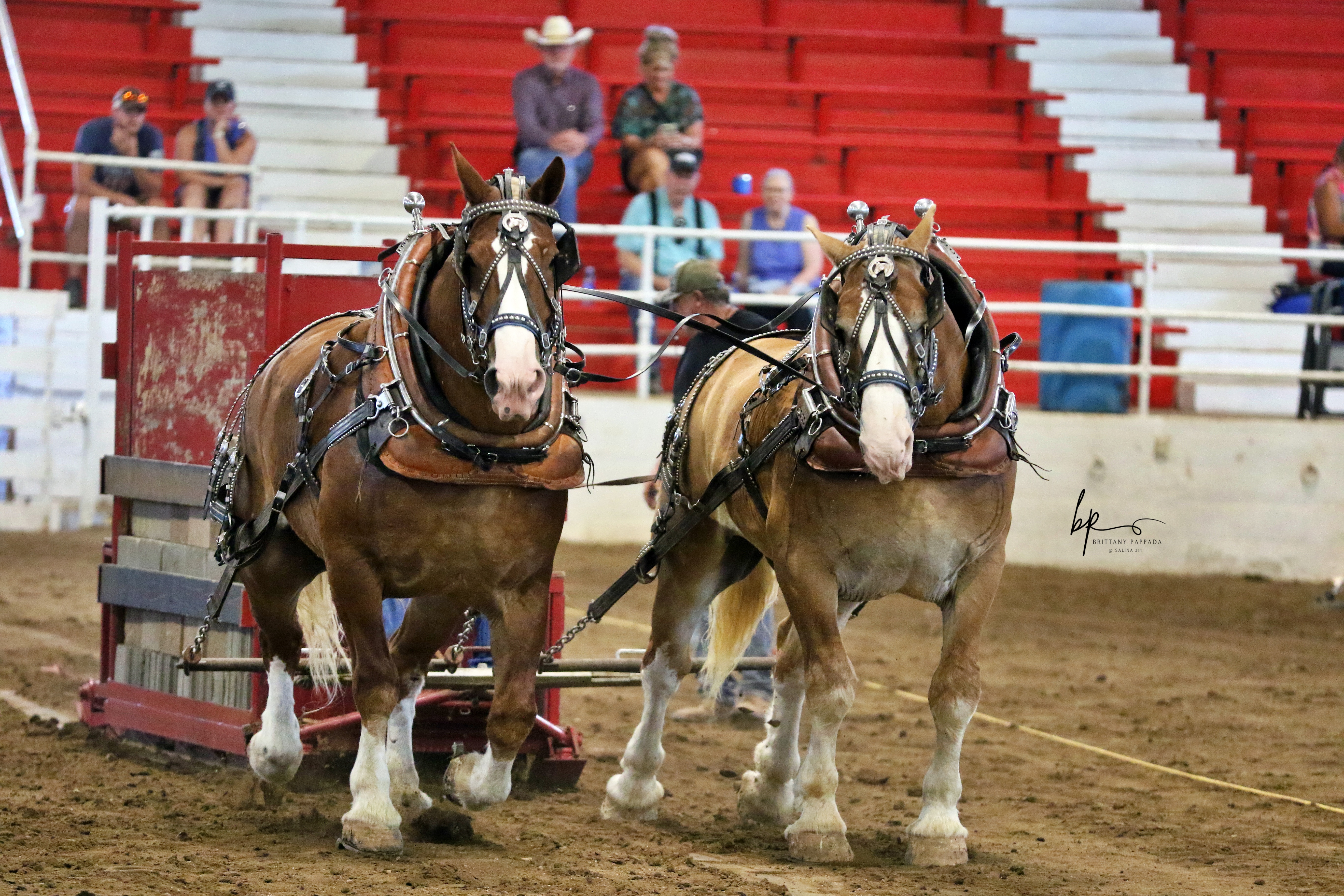 Draft Horse Pull and Jaron Bell Concert Highlight Tri Rivers Fair