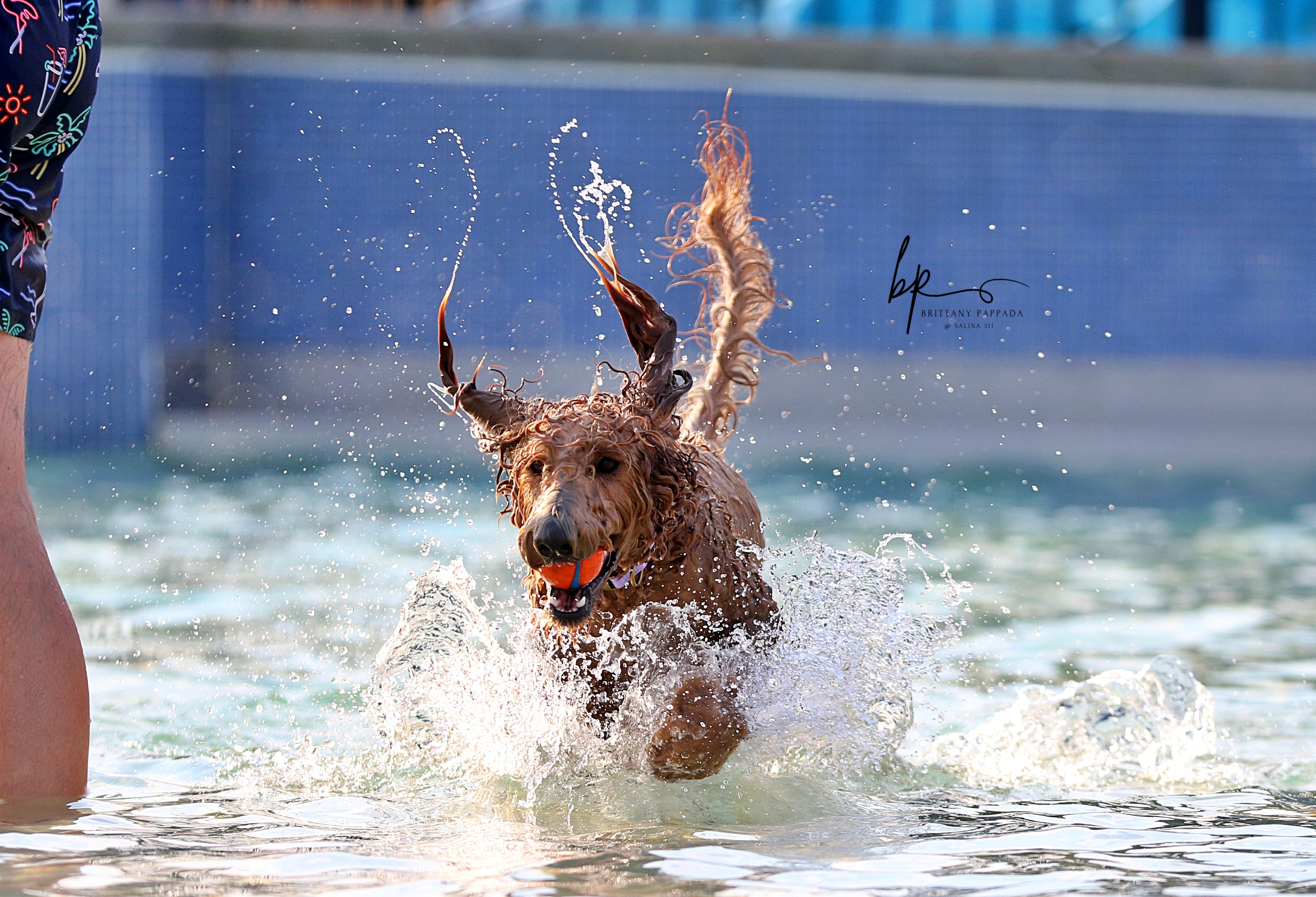 Kenwood Cove Hosts 16th Annual Pooch Plunge Event