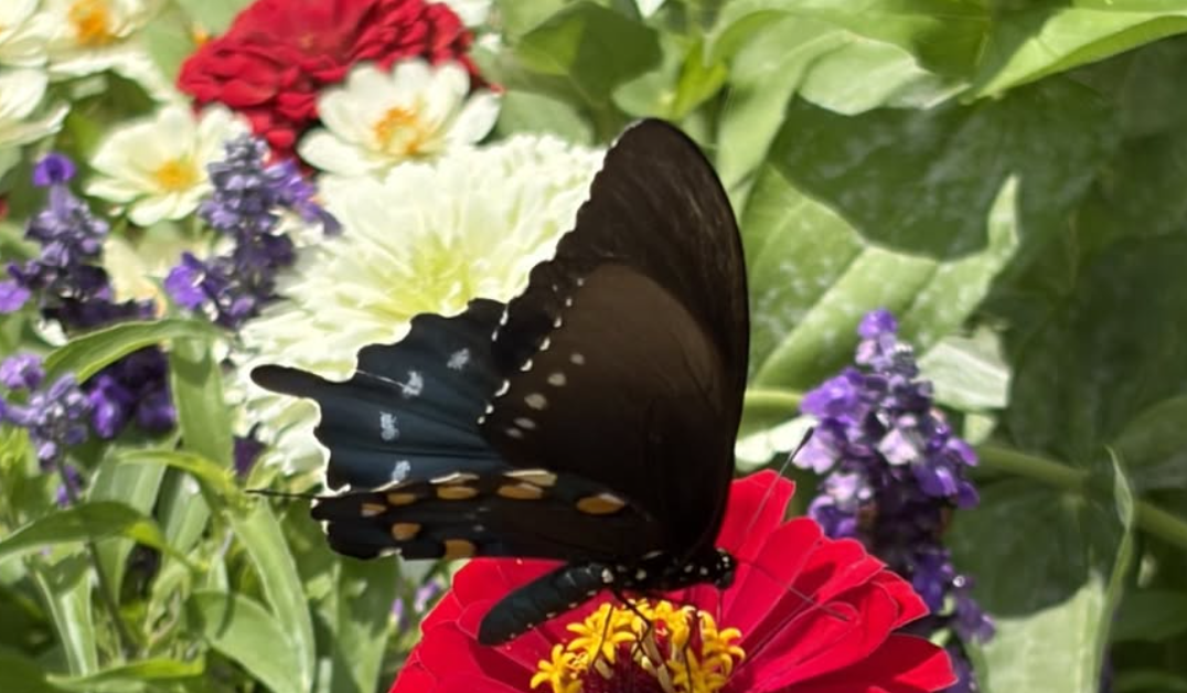 Petals at Their Peak Event Set for Eisenhower Park in Abilene