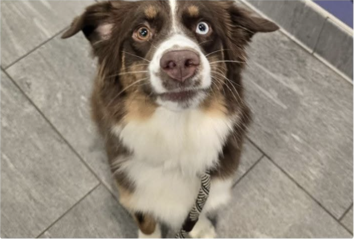 URGENT: Dog Reportedly Found in Salina Now at Denver Shelter; Search Underway for Owner