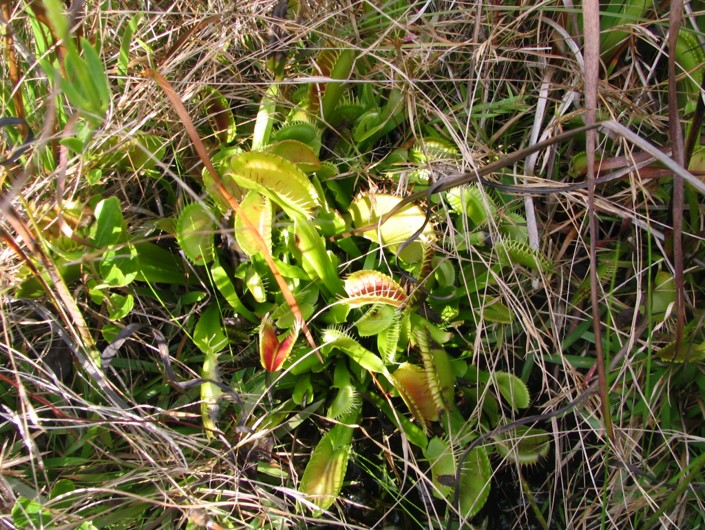 Poaching threatens rare Venus flytraps in southeastern North Carolina
