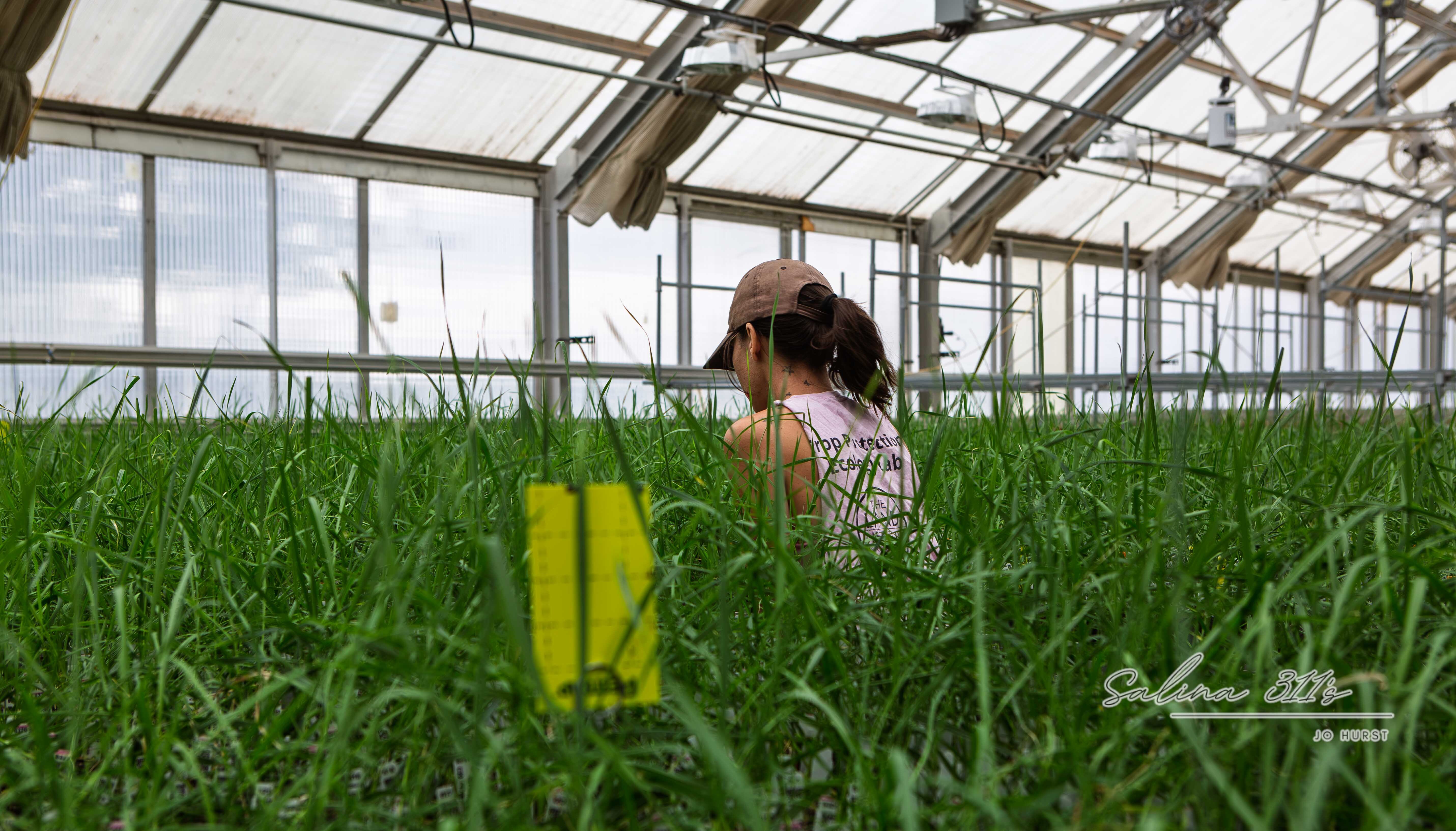 50 Years in Salina: The Land Institute Brings Prairie Festival Back for Anniversary Weekend