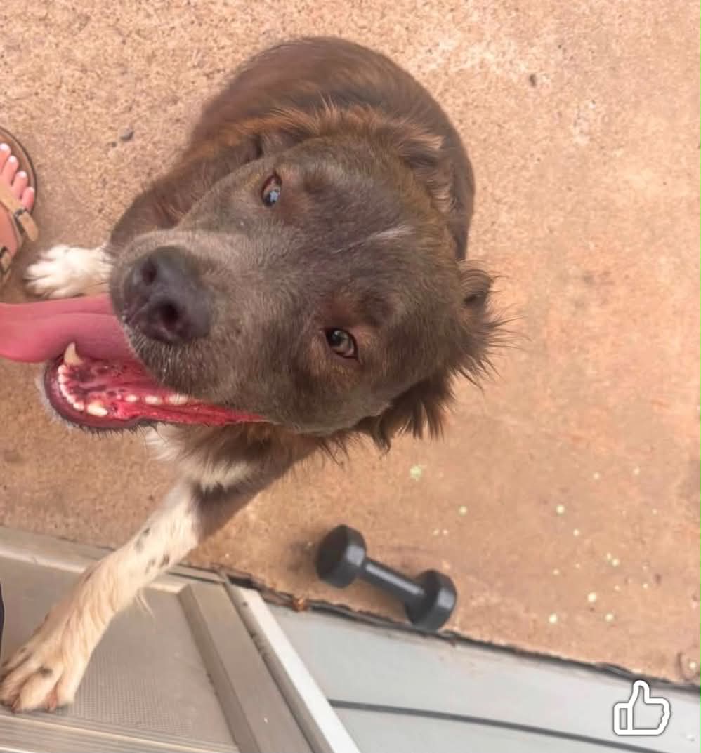 Sarah Asks Salina Community to Help Bring Missing Dog Home