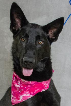 Midnight Has Waited Since March. Now This Salina Shelter Dog Needs a Home