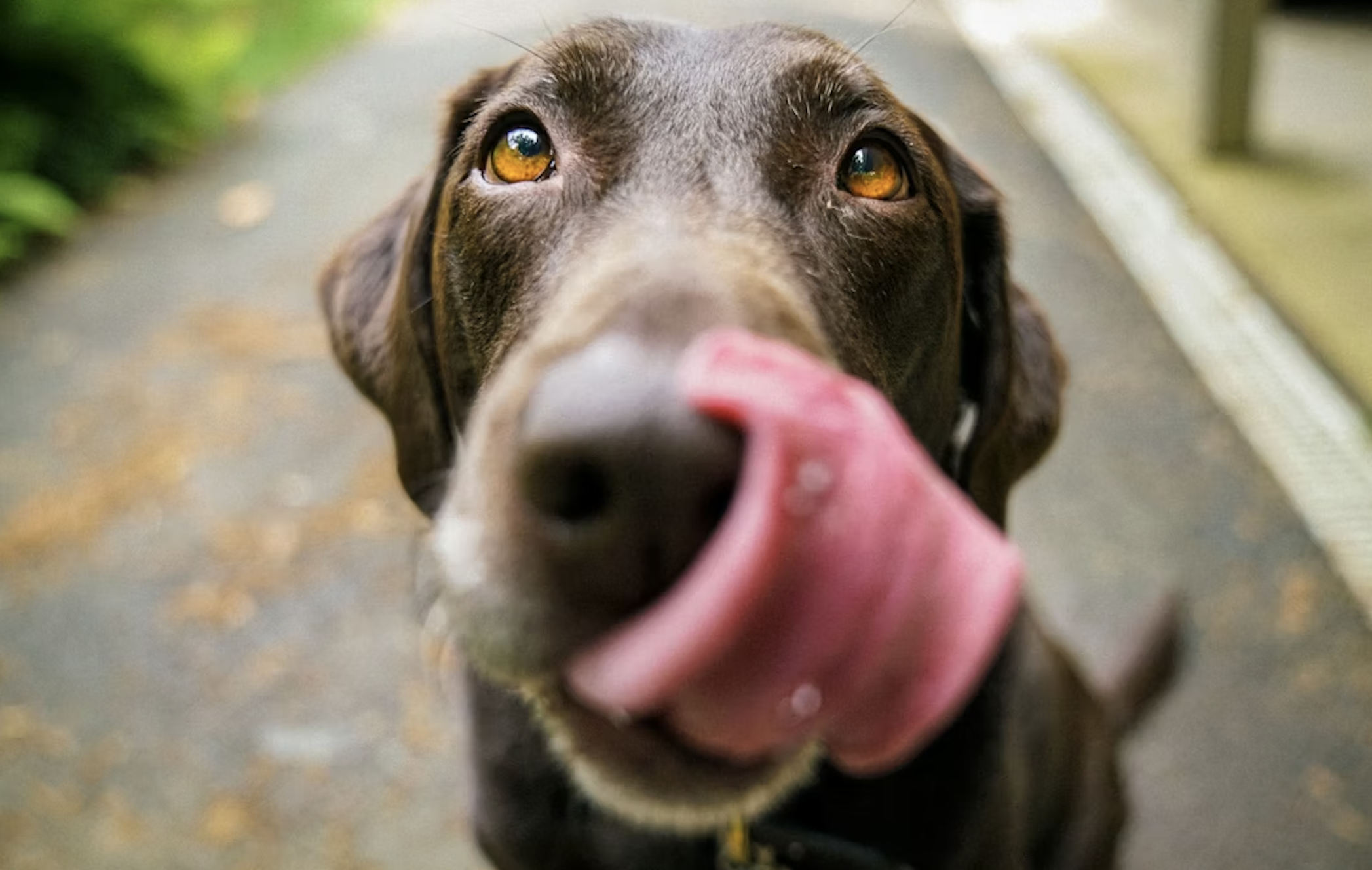 Salina's Adoptable Pets - Tuesday