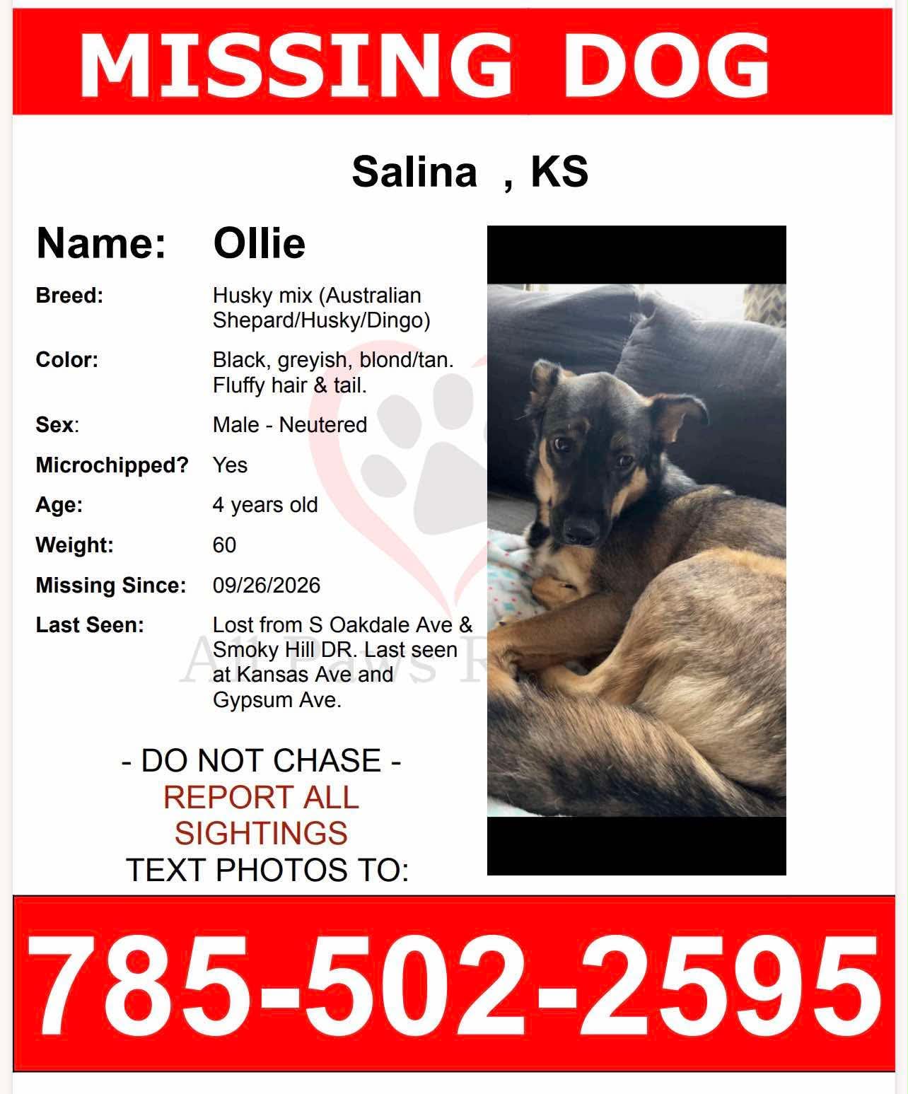 UPDATE: Search Continues for Missing Salina Dog Ollie, Family Offers Reward and Asks Public for Help