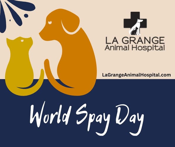 LaGrange Animal Hospital Marks World Spay Day With Pet Health Message