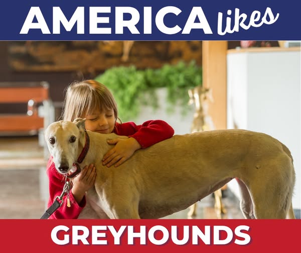 Greyhound Hall of Fame in Abilene Highlights Breed's History and Racing Heritage