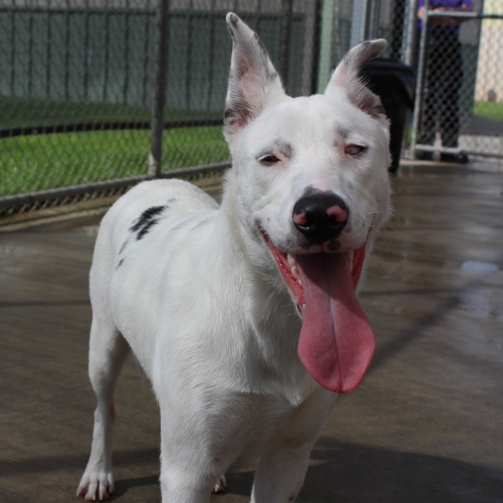 McPherson Animal Shelter lists 4 animals available for adoption