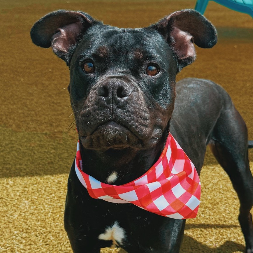 Humane Society of the High Plains lists 15 animals available for adoption