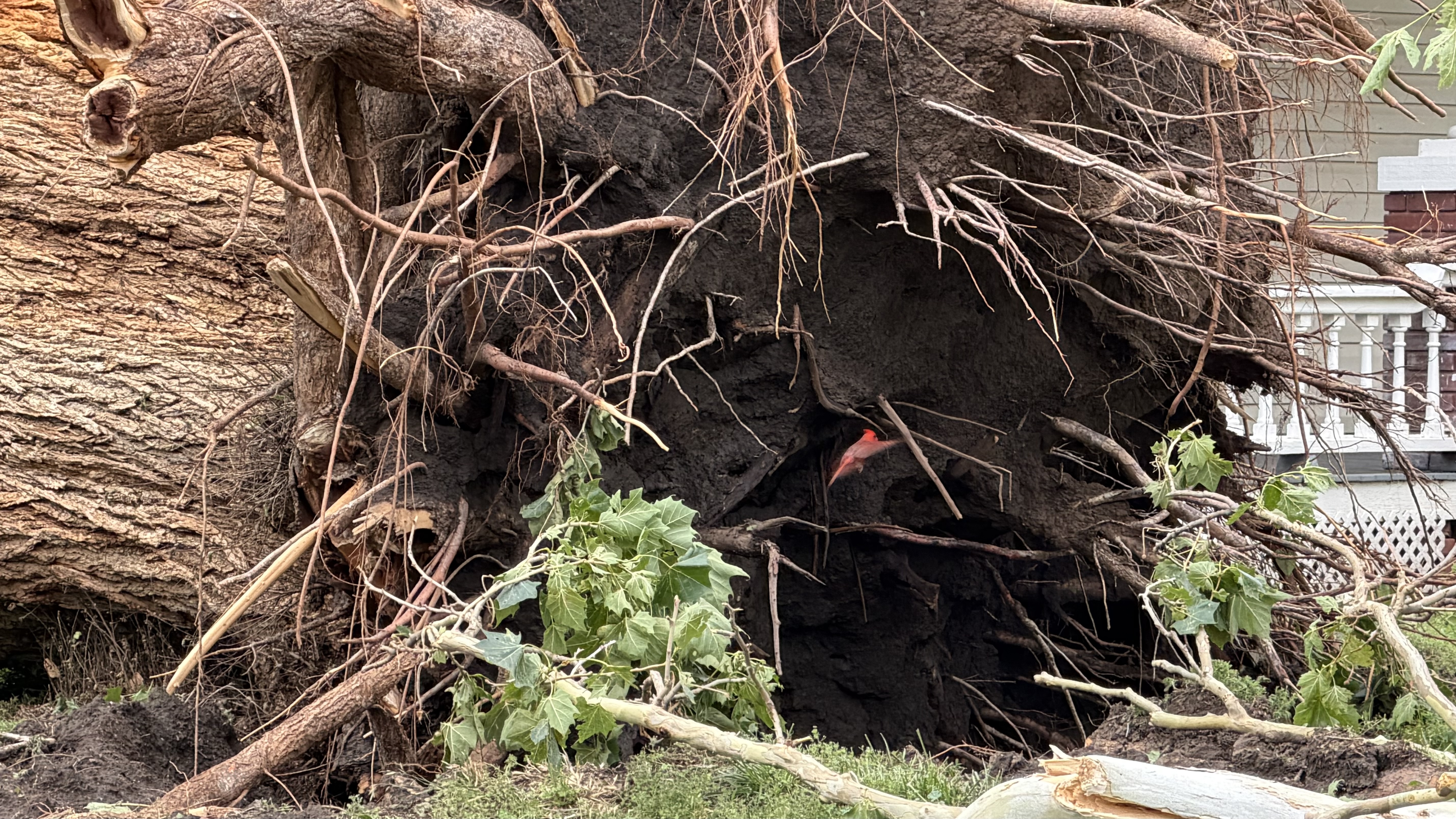 Citywide Limb Pickup to Begin June 15 in Salina