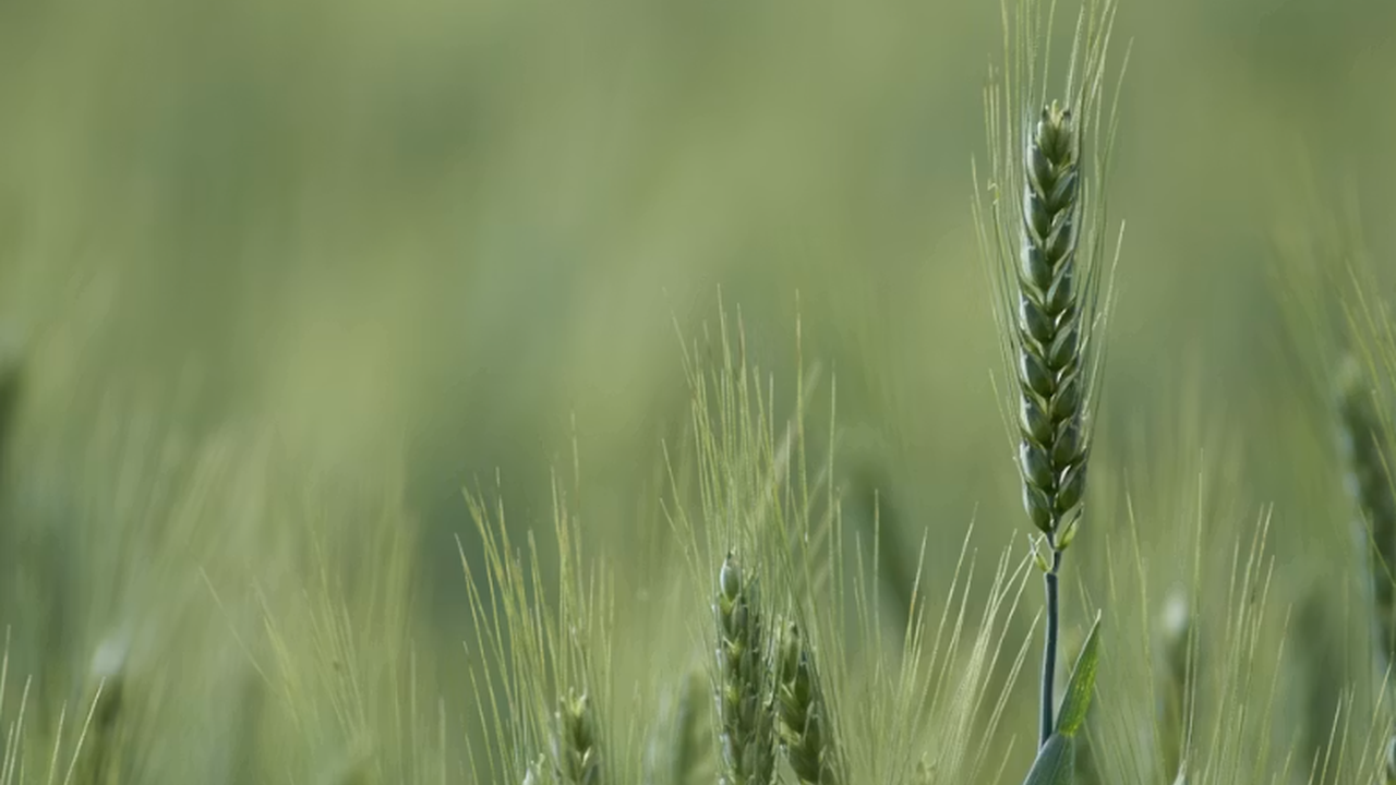 Kansas Crop Progress: Wheat Harvest Well Ahead of Average