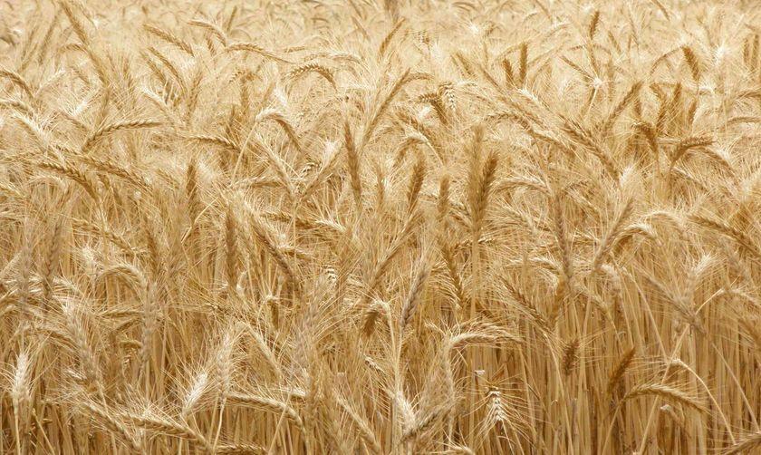 Kansas wheat production falls 42% to 200.6 million bushels in 2026