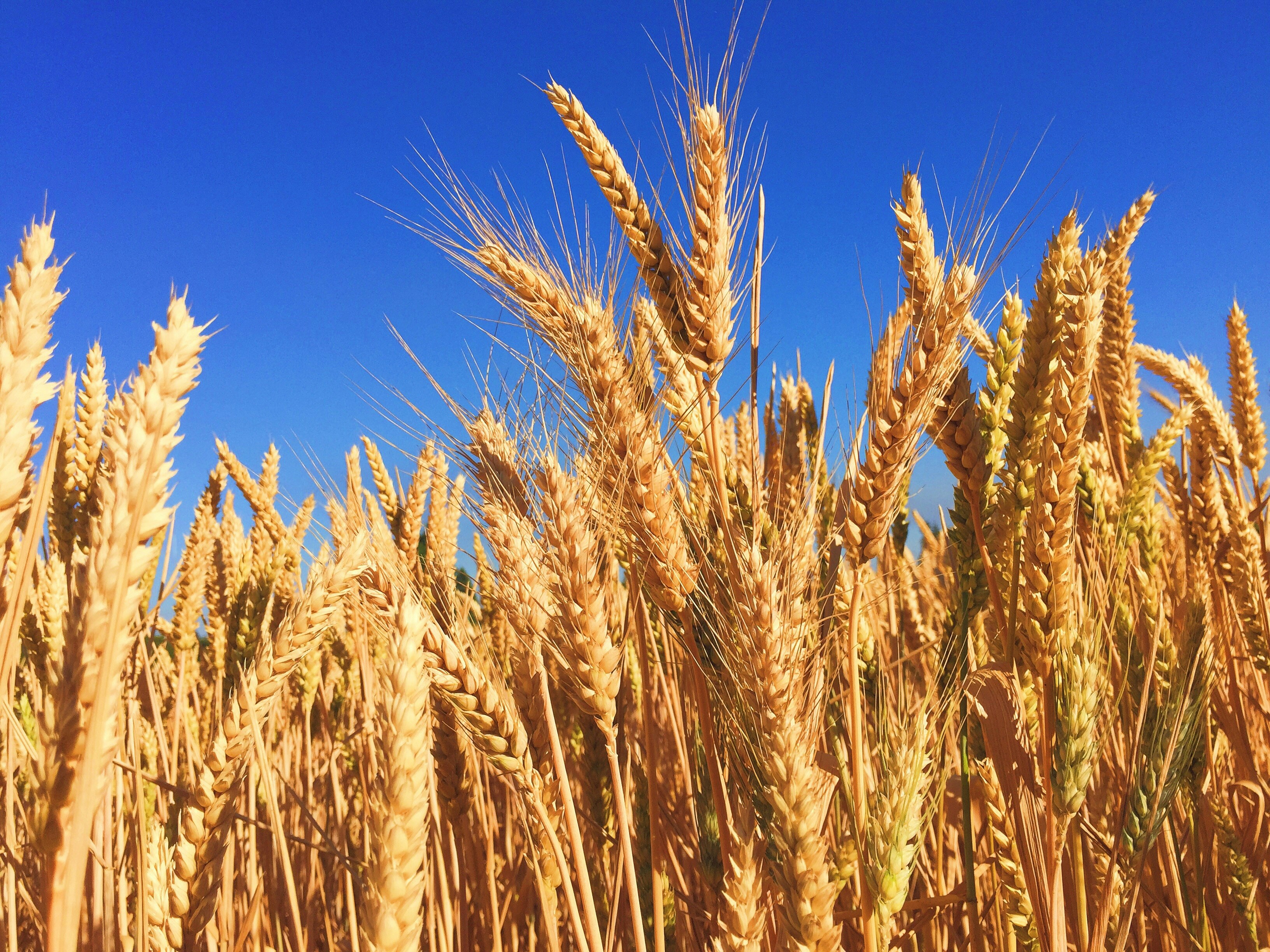 Kansas crop progress: 6.1 fieldwork days; corn harvest at 29% for week ending Sept. 13