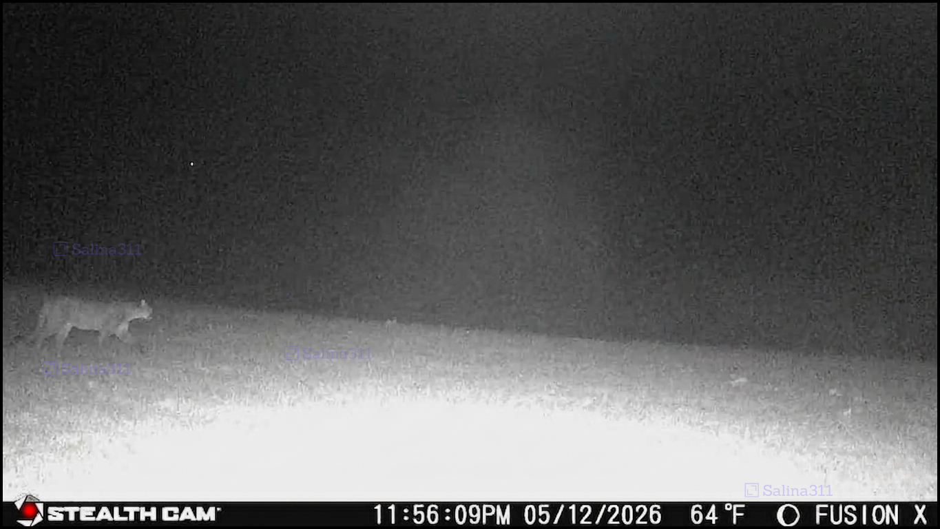 Possible Mountain Lion Captured on Trail Camera in Saline County