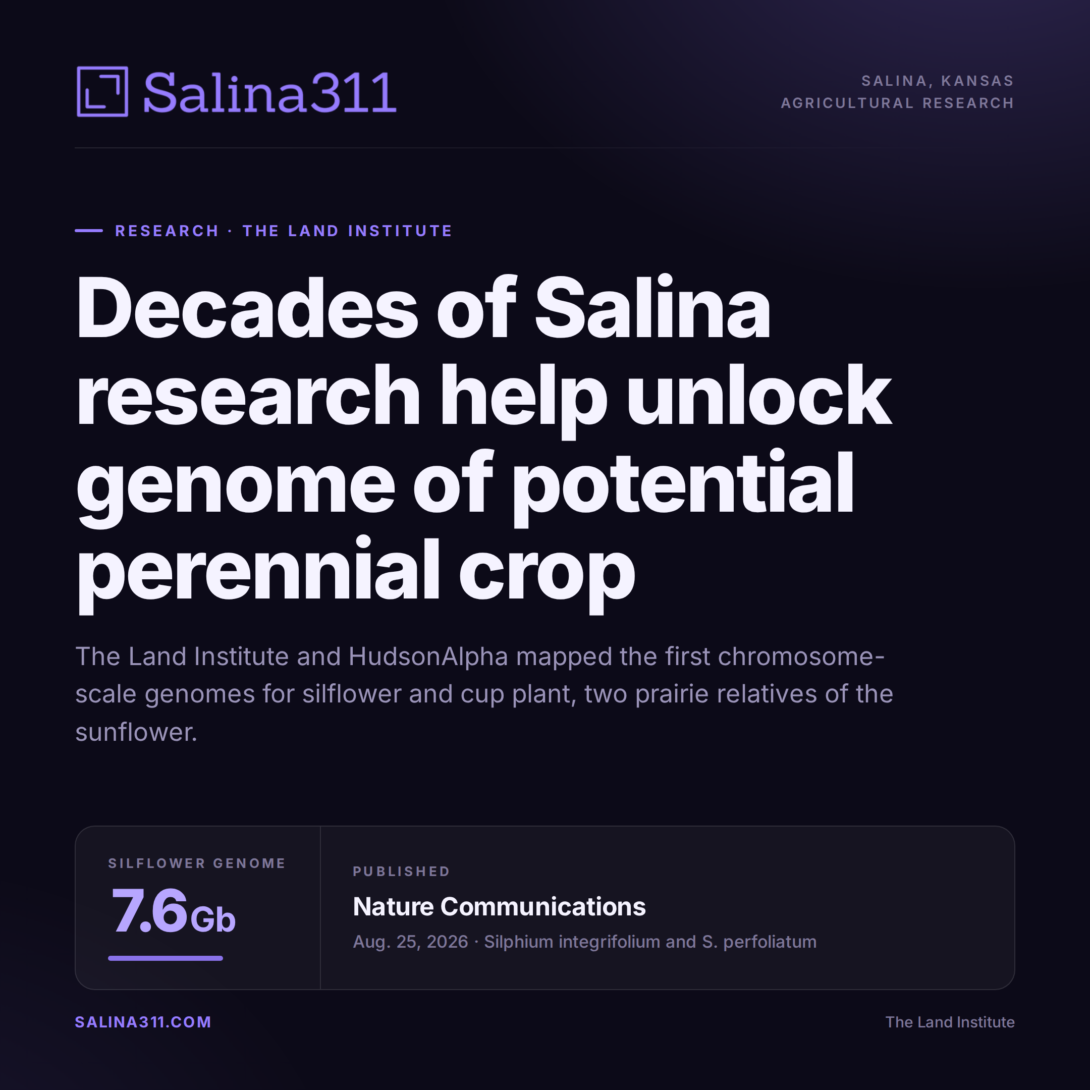 Decades of Salina Research Help Unlock Genome of Potential Perennial Crop