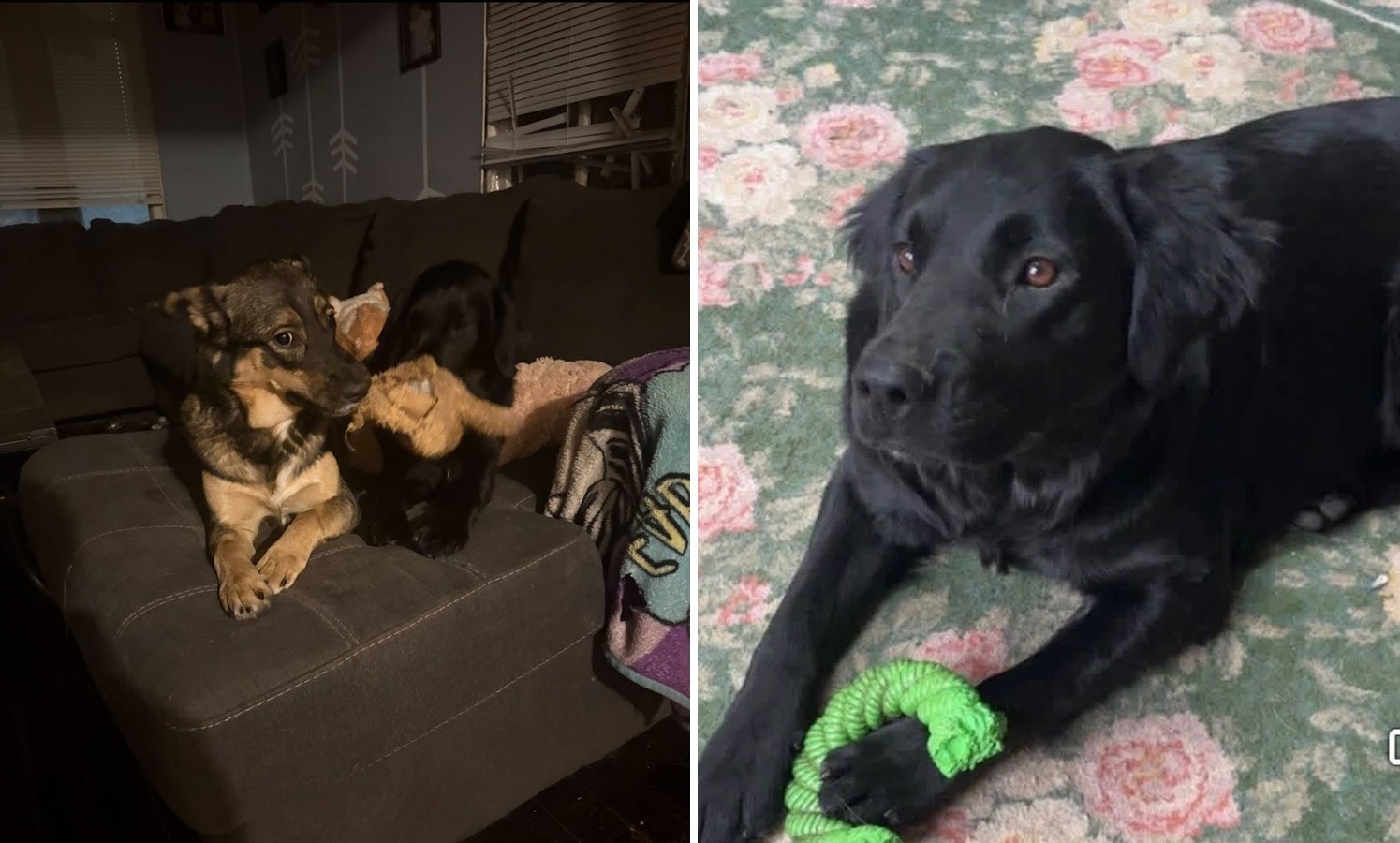 Family Searching for Two Dogs Missing From North Salina, Offers Reward
